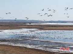 首批北归白鹤抵达吉林镇赉 候鸟持续集结停歇